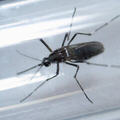 Australia llevará preservativos especiales 'anti-zika' a Río