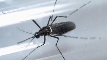 El mosquito Aedes aegypti.