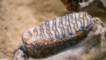 Los arqueólogos se topan con un diente de un mamut lanudo en una de las ciudades más grandes de Rusia: “A solo dos metros de profundidad”