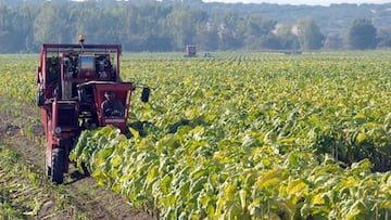 Cultivo de tabaco en Extremadura
