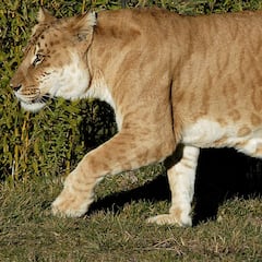 ¿Qué es un tigón? Así es la mezcla entre una leona y un tigre