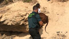 Perro es rescatado de severa inundaci&oacute;n en Turqu&iacute;a