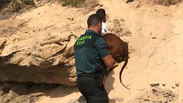 Perro es rescatado de severa inundación en Turquía