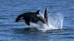 Una orca salta sobre el agua para cazar un delf&iacute;n en Baja California, en abril del 2022. 