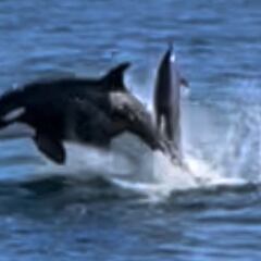 Un surfista graba a un grupo de orcas cazando delfines