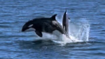 Una orca salta sobre el agua para cazar un delfín en Baja California, en abril del 2022.
