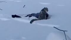 Un leopardo de las nieves ataca a una esquiadora que le sacaba una foto