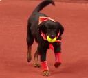 Perros pasapelotas serán protagonistas en el Brasil Open