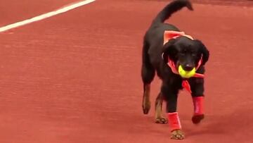 Perros pasapelotas serán protagonistas en el Brasil Open