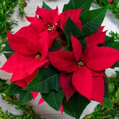 ¿Por qué la flor de Nochebuena se asocia con la Navidad?