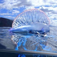 Carabela portuguesa: picaduras, precauciones e información