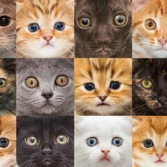 Día Internacional del Gato: historia, origen, significado y por qué se celebra el 20 de febrero