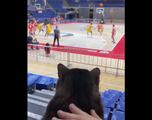 Watch: Serbian cat loves the Euroleague!