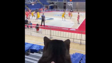 Ljubica the cat lives in the Aleksandar Nikolić Arena in Belgrade and hasn’t missed a game in 15 years. Basketball love knows no species!