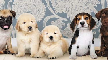 Las mejores frases e ideas para celebrar el Día Mundial del Perro este 21 de julio del 2025