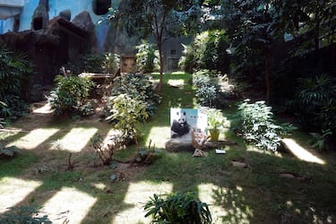 An An, the world’s oldest captive panda, dies
