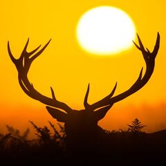 Otoño de mis amores.
(Caza, campo y conservación)
