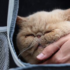 Meet Pudge the Cat, the NCAA football mascot everyone is losing their minds over