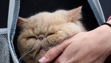 The Bowling Green Falcons have plenty of famous famous in their football program but few compare to the legendary feline mascot.