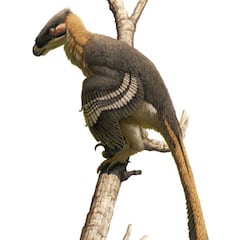 Hallan una nueva especie de dinosaurio depredador en forma de pájaro