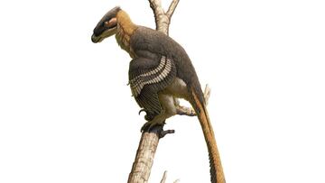 dinosaurio Vectiraptor greeni 