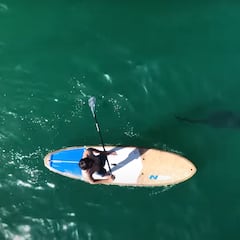 Así es un año grabando tiburones desde el aire: surfistas, delfines, nadadores…