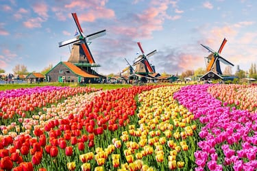 Los 10 campos de flores m¨¢s espectaculares del mundo