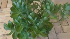 Samsung recupera una imagen de un video con su IA