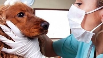 Estos son los requisitos para optar a la ayuda del veterinario gratuito de la Ley de Bienestar Animal