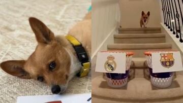 Steph Furry, el ‘perro adivino’ de la Champions, da su ganador de la Liga Endesa