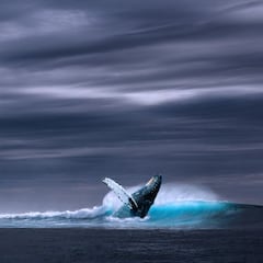 El país que pondrá fin a la caza de ballenas