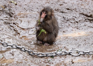 Punch mastica hojas de árbol en el zoológico de la ciudad de Ichikawa, en Ichikawa, prefectura de Chiba, Japón.