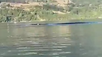 Captan a una extraña criatura en el Lago Ranco: ya hay teorías en las redes