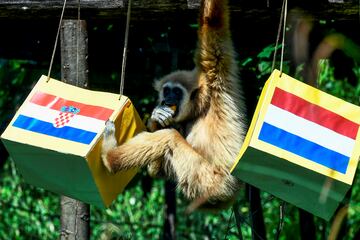 Kent, un gibón del zoológico de Zagreb, escogió entre dos cajas de comida con las banderas de Croacia (Izquierda) y de Países Bajos (derecha) para, supuestamente, predecir la selección ganadora en la semifinal de la Liga de Naciones. Tras algunas dudas, se decantó por Croacia... y no se equivocó en su pronóstico.