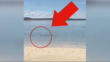 El animal que enternece las redes: Nada pero se va saltando