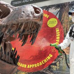 What was the dinosaur fossil discovery found after an asteroid strike 66 million years ago?