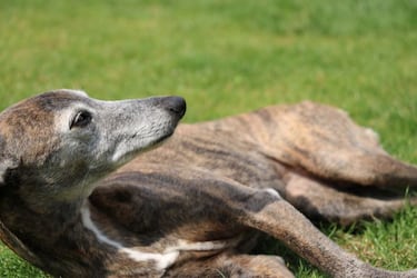 Las razas de perros más rápidas: ¿cuáles son y qué velocidad pueden alcanzar?