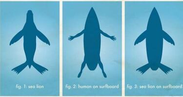Un estudio explica la fijaci車n de los tiburones blancos con los surfistas