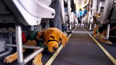 If you have an emotional support dog, these are the airlines on which it can fly with you