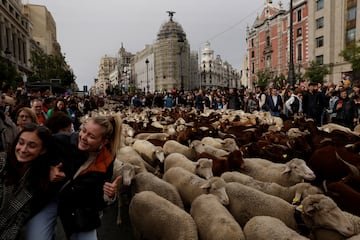 Esta fiesta es un momento increíble para poder disfrutar de las calles de la capital de España con unos nuevos acompañantes: el ganado ovino y caprino.