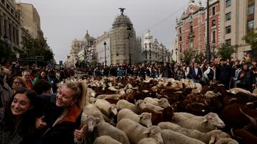 Esta fiesta es un momento increíble para poder disfrutar de las calles de la capital de España con unos nuevos acompañantes: el ganado ovino y caprino.