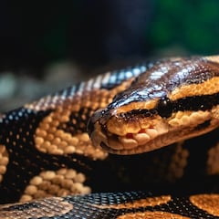 Se encuentran una serpiente de dos metros en el bosque y es atrapada por la persona más inesperada: “Nunca tuve miedo”