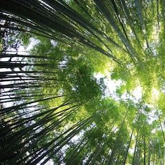 Hallazgo sorprendente: un bosque a 192 metros de profundidad
