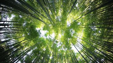 Hallazgo sorprendente: un bosque a 192 metros de profundidad