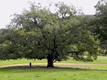 Este robusto roble, con siglos de historia, se alza en la Sierra de las Villuercas como uno de los árboles más emblemáticos de Extremadura. Su gran porte y su entorno natural lo convierten en un referente para senderistas y amantes de la biodiversidad.