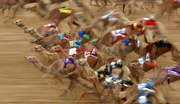 Este festival en Dubai, promueve el deporte tradicional de las carreras de camellos en la región.