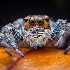 You won’t believe what people are buying for pets: “They fall in love with their little personalities”