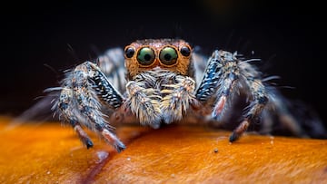 These vibrantly-colored, curious creatures make perfect pets. They’re fun to be around and won’t cost you a small fortune to feed.
