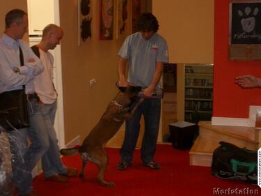 Guau!! Con ustedes Nintendogs!