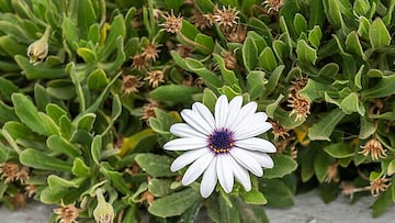 Planta estas semillas en tu jardín antes de que acabe mayo: tendrás flores capaces de sobrevivir a la sequía